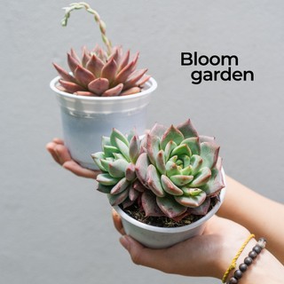 Sen đá Mận đỏ - Sen size trung - Hàng siêu già, cứng cáp, chuẩn form | Bloom Garden