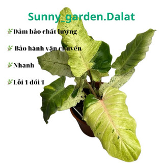 Chậu cứng philodendron snow drift