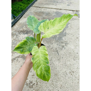 Chậu cứng philodendron snow drift