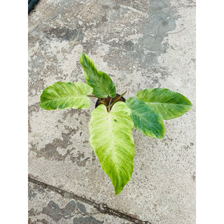 Chậu cứng philodendron snow drift