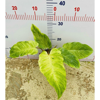 Chậu cứng philodendron snow drift