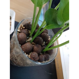 Viên đất nung (sỏi nhẹ) - túi 1kg