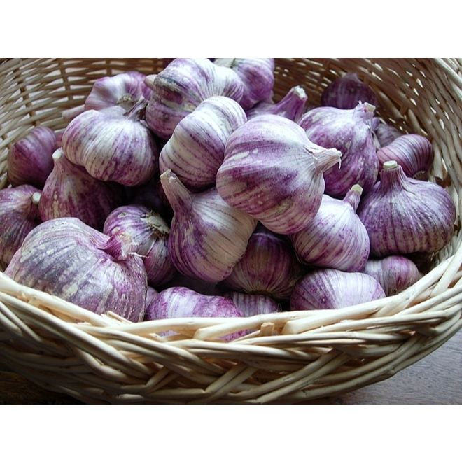 TỎI TÍM ĐÀ LẠT HÀNG LOẠI 1