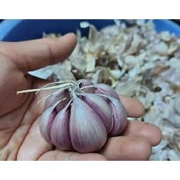 TỎI TÍM ĐÀ LẠT HÀNG LOẠI 1