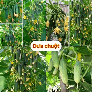 Hạt giống dưa chuột nếp cao sản