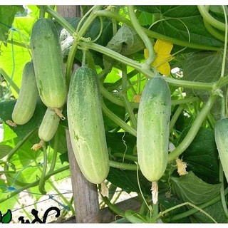 Hạt giống dưa chuột nếp cao sản
