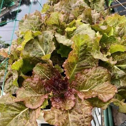 [ Hạt giống Hàn quốc] 4000 Hạt giống xà lách đỏ Jima F1_ Nảy 99%