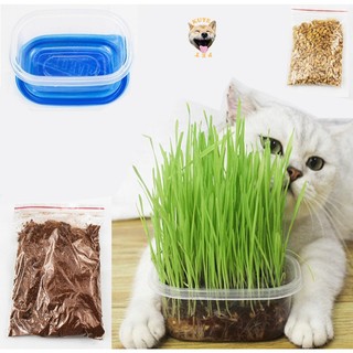 Hộp hạt giống và đất trồng cỏ cho mèo - cỏ mèo trồng cho mèo