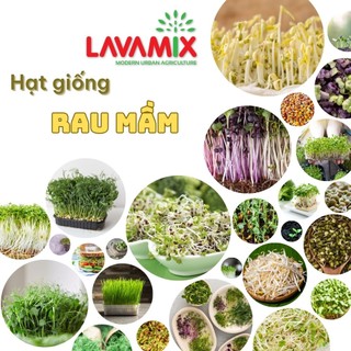 Hạt giống Rau Mầm dễ trồng, nhanh thu hoạch sau 5-10 ngày gieo trồng, hiệu Hạt giống Rạng Đông | Green House