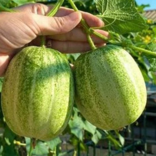 Hạt giống dưa Miêu Chiêng Mai