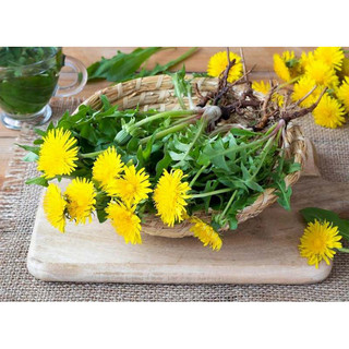 100 hạt Bồ công anh lùn hoa vàng