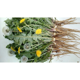 100 hạt Bồ công anh lùn hoa vàng