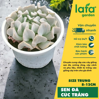 Cây sen đá Cúc trắng, size 8-12cm, giống sen đá Đà Lạt màu sắc đẹp, vườn sen đá Lafa garden