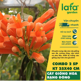 Cây giống hoa rạng đông( Chùm ớt), Combo 2 sản phẩm kích thước ( 25-40cm)