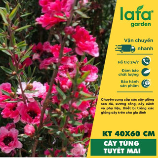 Cây hoa nhất chi mai Đà lạt size lớn hơn 45 cm đã có hoa
