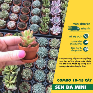 Sen đá mini, combo cây sen đá mini lafa garden kích thước 2-4cm, nhiều màu sắc