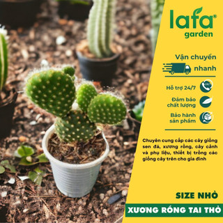 Cây xương rồng tai thỏ đẹp 20 cây bầu (8x8cm) có màu vàng đặt  trên bàn làm việc