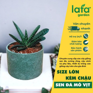 Sen đá mỏ vịt kèm chậu để bàn, quà tặng sen đá lafa garden