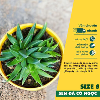 Cây sen đá cỏ ngọc size bầu 5-7cm - vườn sen đá lafa garden