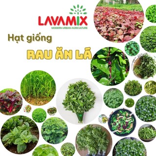 Hạt giống Rau Ăn LÁ trồng chậu, ít sâu bệnh, nảy mầm tốt, nhanh thu hoạch hiệu Hạt giống Rạng Đông | Đất trồng cây Lavam