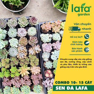 Sen đá đà lạt, combo nhiều cây giống sen đá đẹp từ lafa garden
