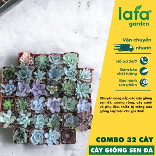 Làm vườn > Cây cảnh > Combo 32 cây sen đá liên đài size 5 đến 7 cm từ vườn Lafa Garden