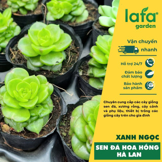 Sen đá hoa hồng hà lan màu xanh ngọc đẹp, cây sen đá có bầu rễ khỏe tại nhà vườn hoa sen đà lạt