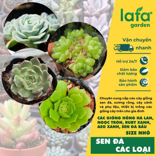 Sen đá đồng giá 10k size từ 5cm - 7 cm, tùy chọn nhiều giống sen đá từ vườn Lafa Garden
