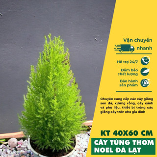Tùng thơm Đà Lạt, cây tùng noel cao 40-60cm LAFA GARDEN kèm chậ và giá thể trồng cây LAFAMIX túi 5L