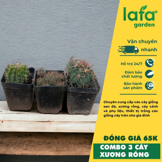Combo 3 cây Xương rồng đồng giá 65k - xương rồng nhiều màu sắc - vườn sen đá Lafa Garden