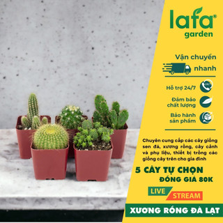 Lafa Garden - Combo 5 cây xương rồng đồng giá 80k, 5 loại cây xương rồng khác nhau