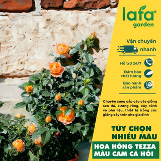 Hoa hồng siêu nụ LAFA GARDEN Giống cây trồng lâu năm, tùy chọn màu đỏ đậm, đỏ sọc, vàng, cam