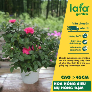 Hoa hồng siêu nụ màu hồng nhạt lafa garden - quà tặng hoa kiểng