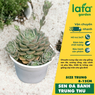 Sen đá bánh trung thu, size 8-12cm, dòng sen đá bụi Đà Lạt gốc thụ, vườn sen đá Lafa garden