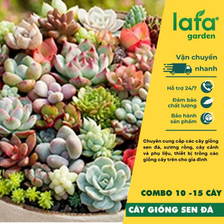 Cây sen đá để bàn kèm chậu đất nung, quà tặng sen đá lafa garden
