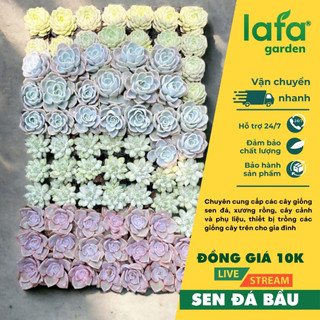 Sen đá bầu size 5-7cm đồng giá 10k - vườn sen đá Lafa Garden