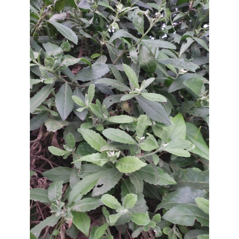 1kg lá cây cúc tần tươi (cây từ bi)