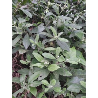 1kg lá cây cúc tần tươi