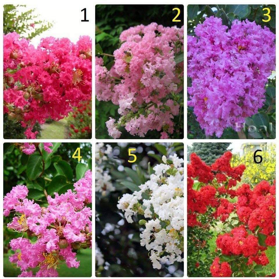 Com bo 6 cây hoa tường vi đủ màu( khách được chọn màu)