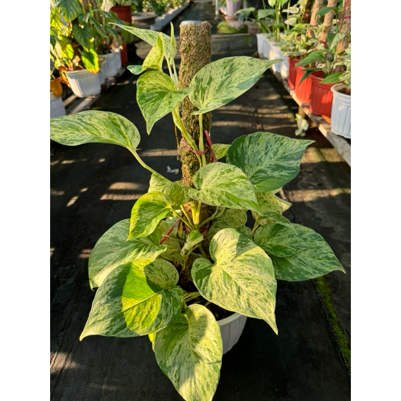 chậu cứng Mable queen đang leo trụ up size chậu nhiều thân