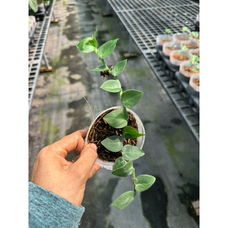 Chậu mềm tắc kè thái