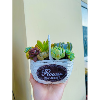 Giỏ sen đá mix - làm quà tặng ý nghĩa