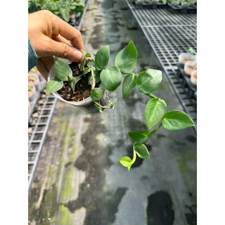 chậu mềm tắc kè thái
