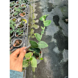 chậu mềm tắc kè thái