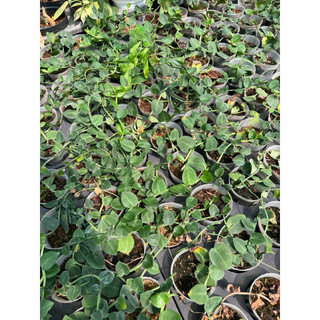 chậu mềm tắc kè thái