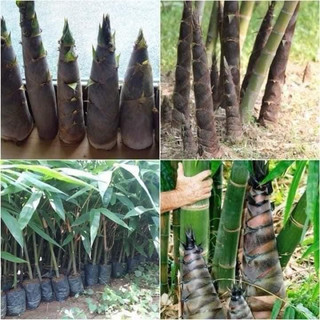 Cây Giống Măng Bát Độ