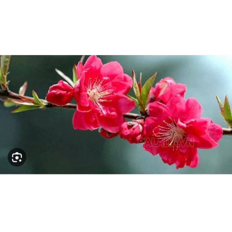 Cây Giống Đào bầu rễ ổn định