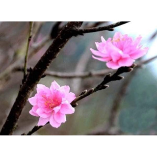 Cây Giống Phôi Đào Phai rất ổn định