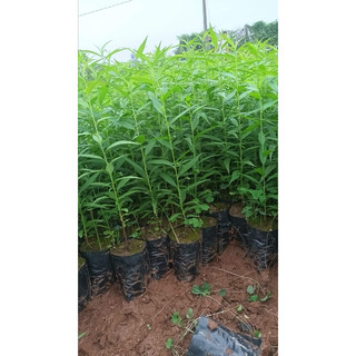 Cây Giống Đào bầu rễ ổn định