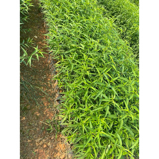 Cây Giống Đào bầu rễ ổn định